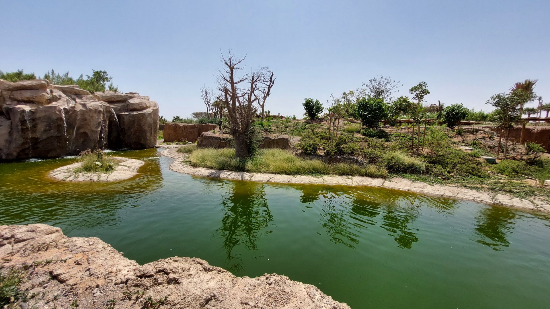 Ring-tailed Lemur enclosure
