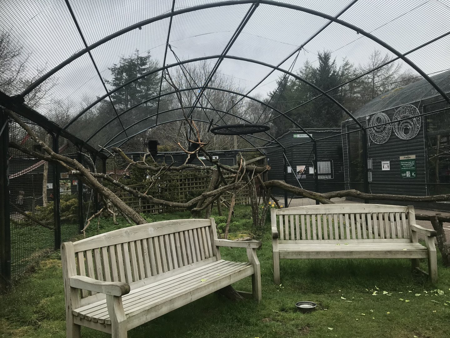 Ring tailed lemur enclosure