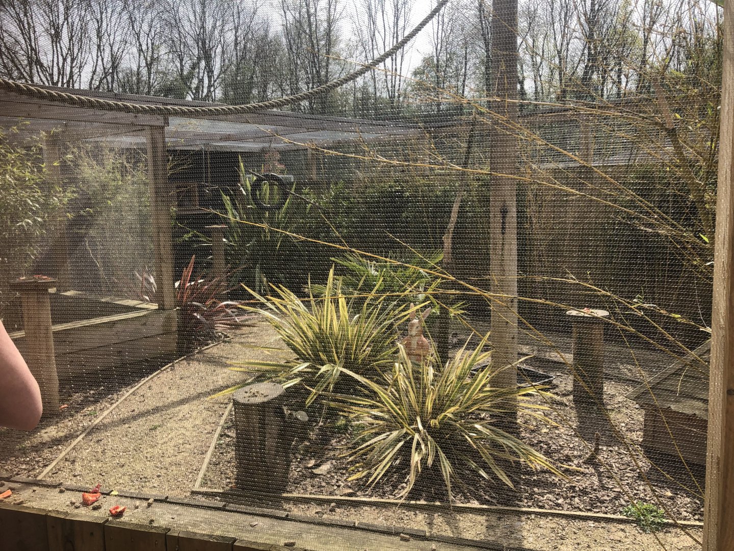 Ring-Tailed Lemur Enclosure