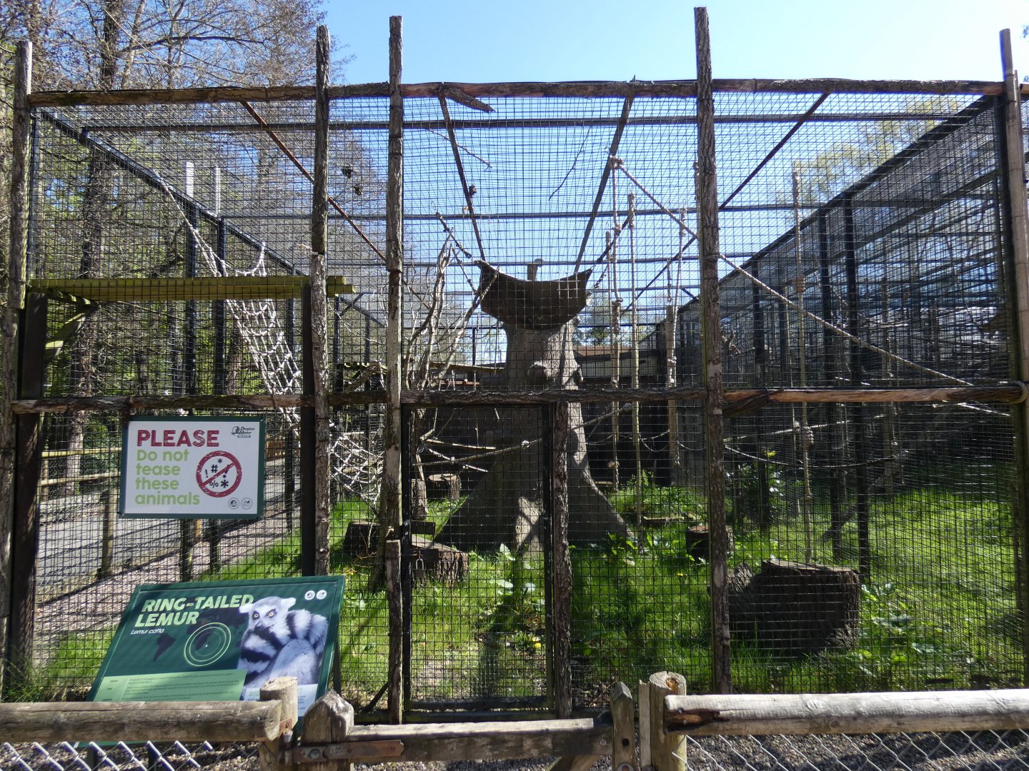 Ring-tailed lemur enclosure