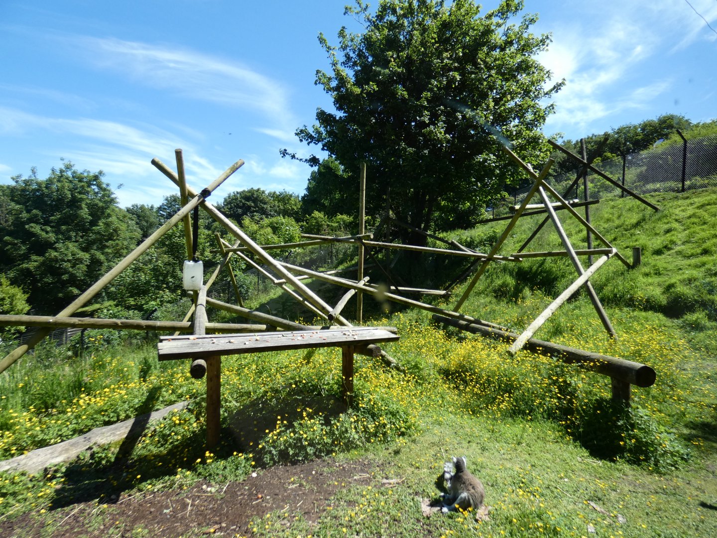 Ring-tailed lemur enclosure