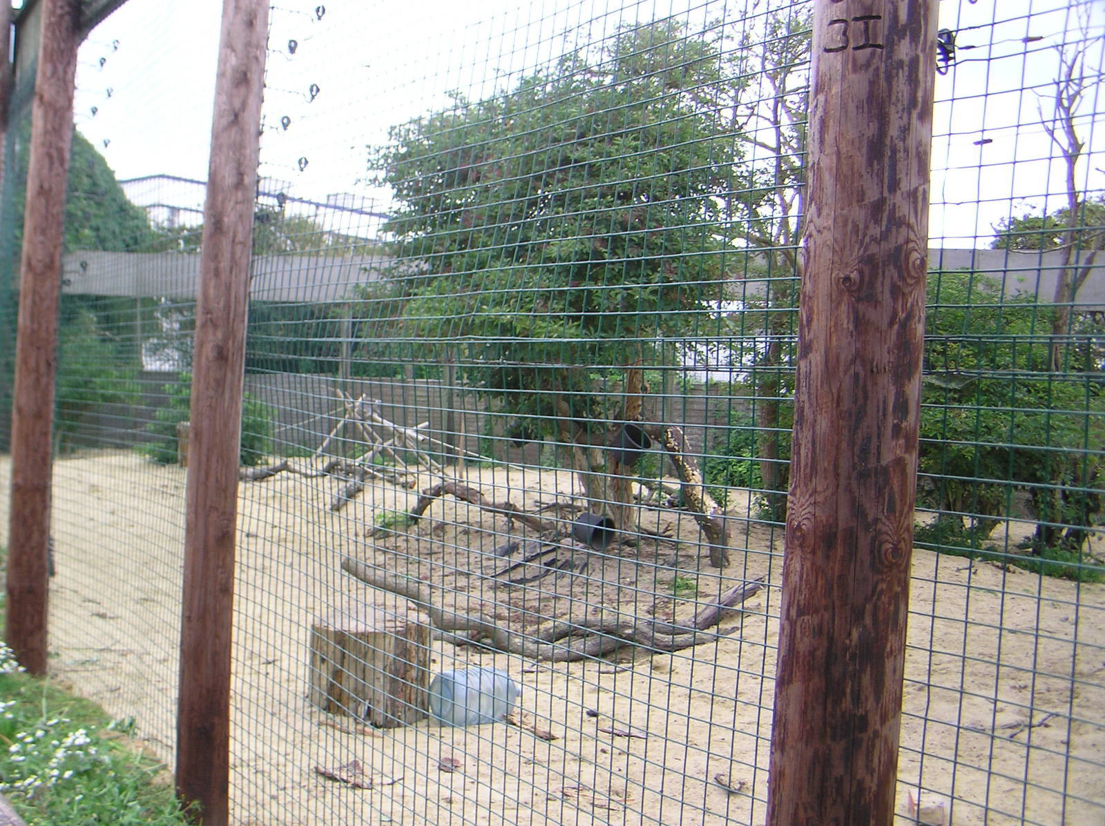Ring-Tailed Lemur Enclosure