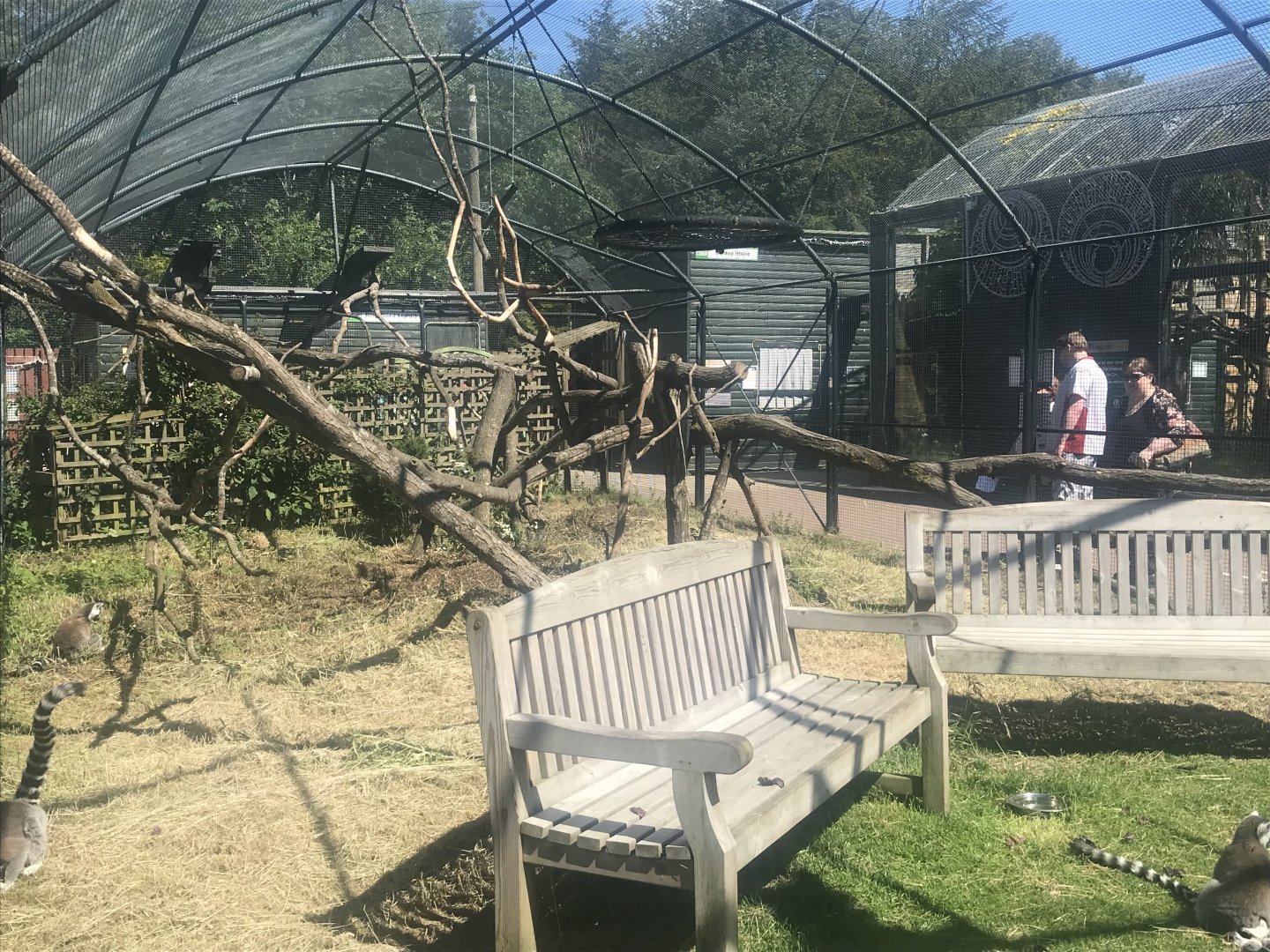 Ring tailed lemur enclosure