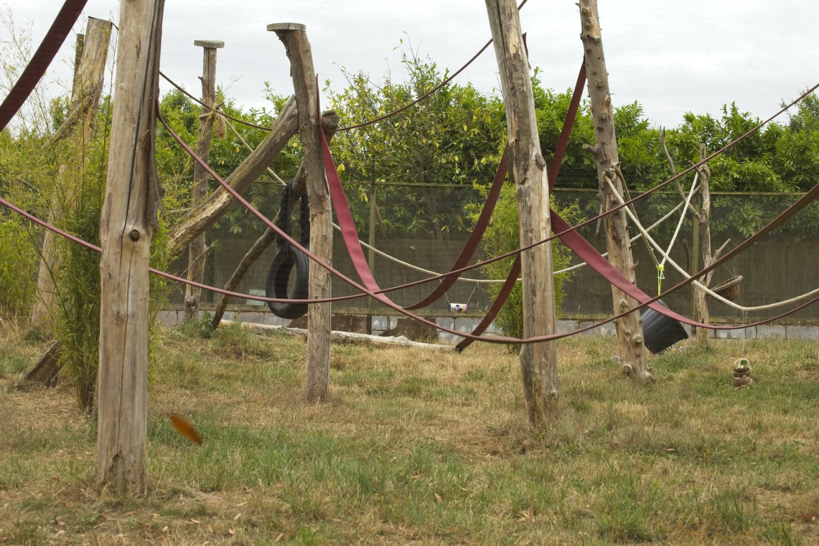 Ring-Tailed Lemur enclosure