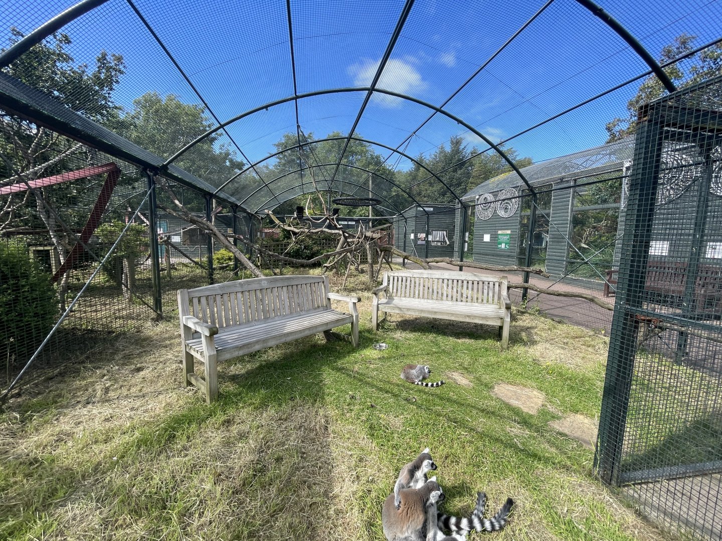 Ring tailed lemur enclosure