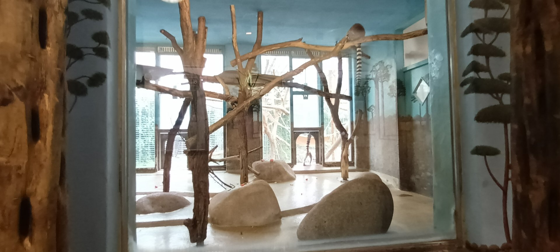 Ring tailed Lemur Enclosure