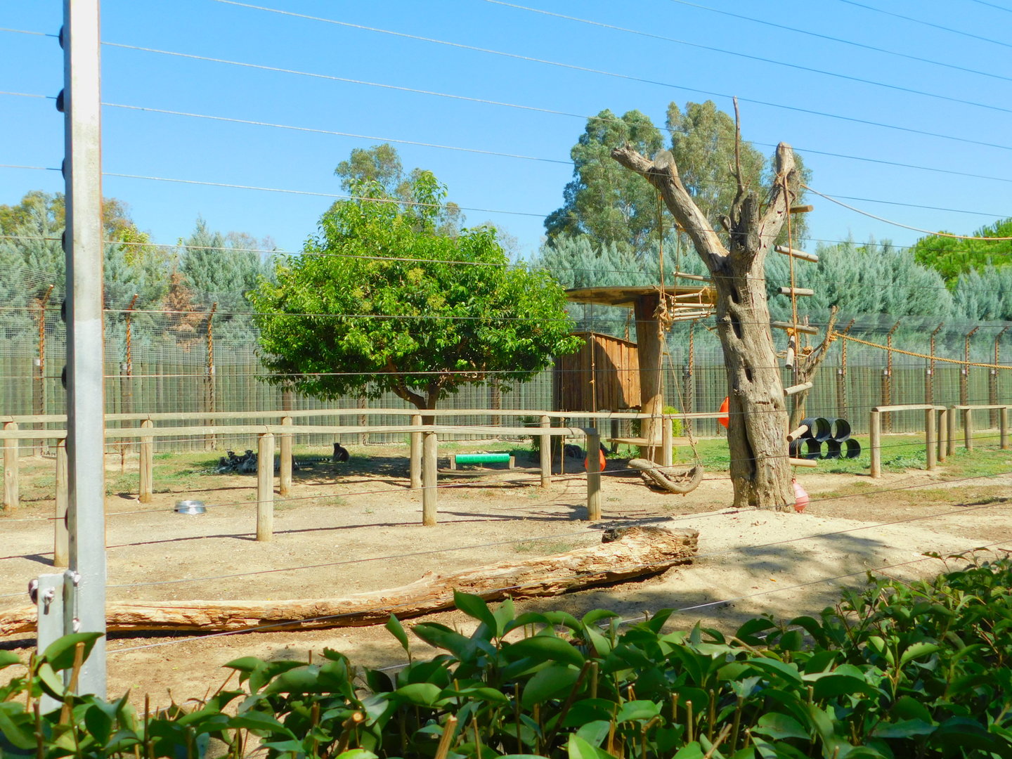 Ring-Tailed Lemur Enclosure