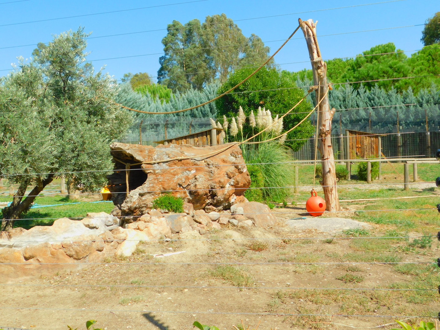 Ring-Tailed Lemur Enclosure