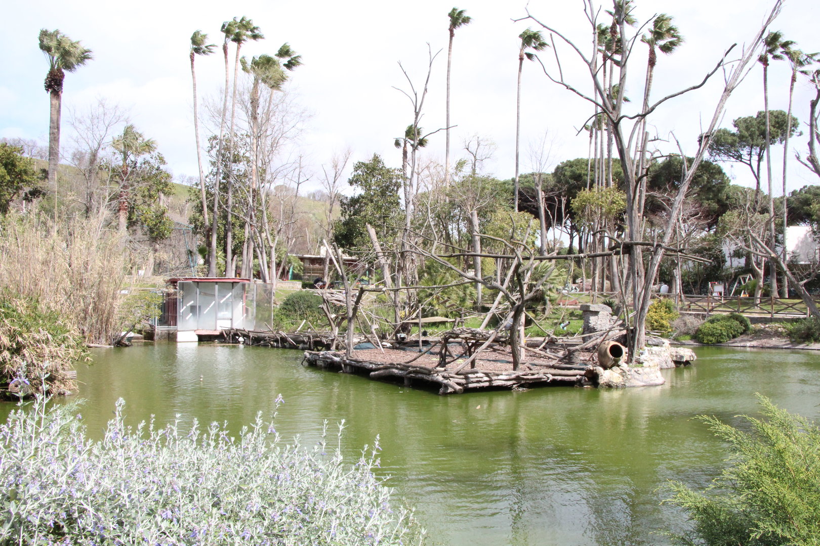 Ring-tailed Lemur Enclosure