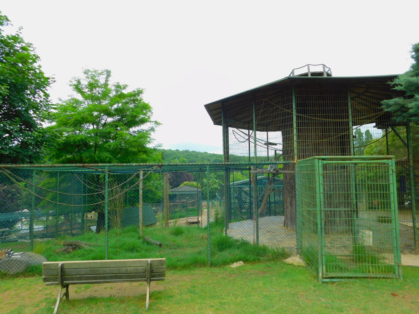 Ring-tailed Lemur Enclosure