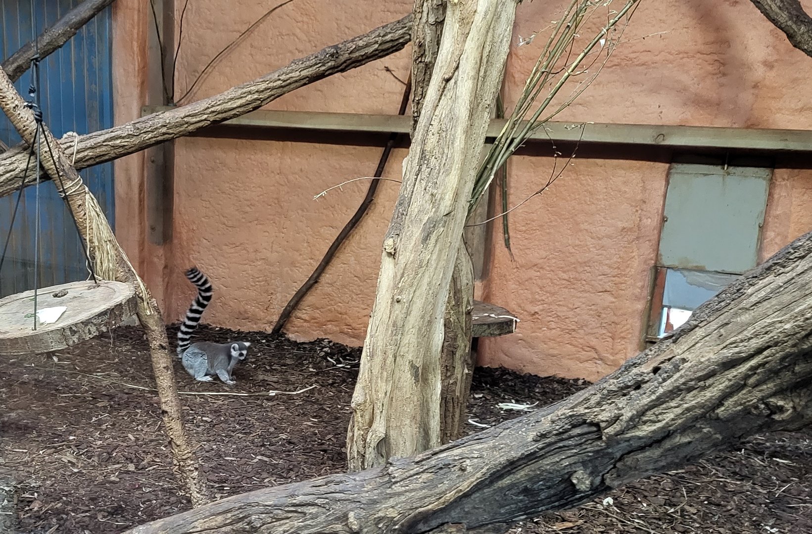 Ring-tailed lemur enclosure