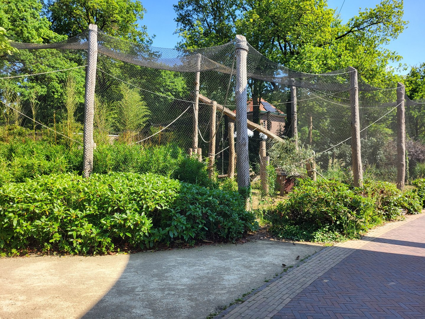 Ring-tailed lemur enclosure