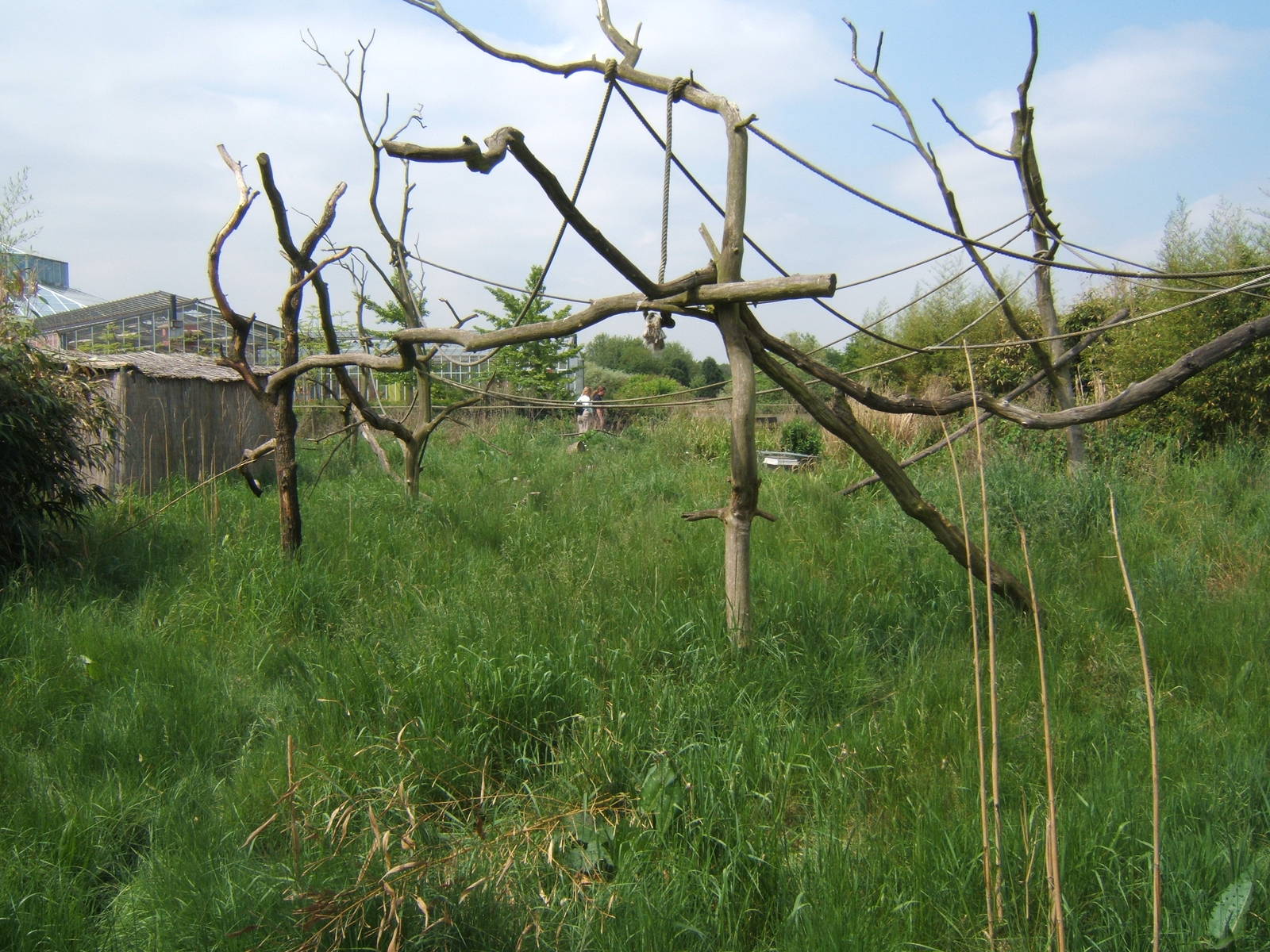 Ring-tailed Lemur enclosure