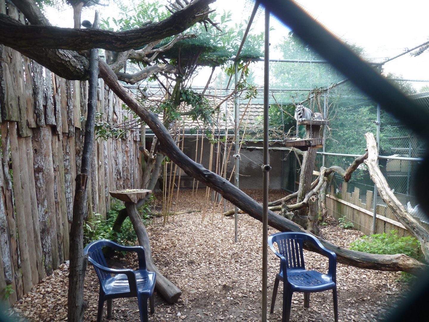 Ring-tailed lemur enclosure