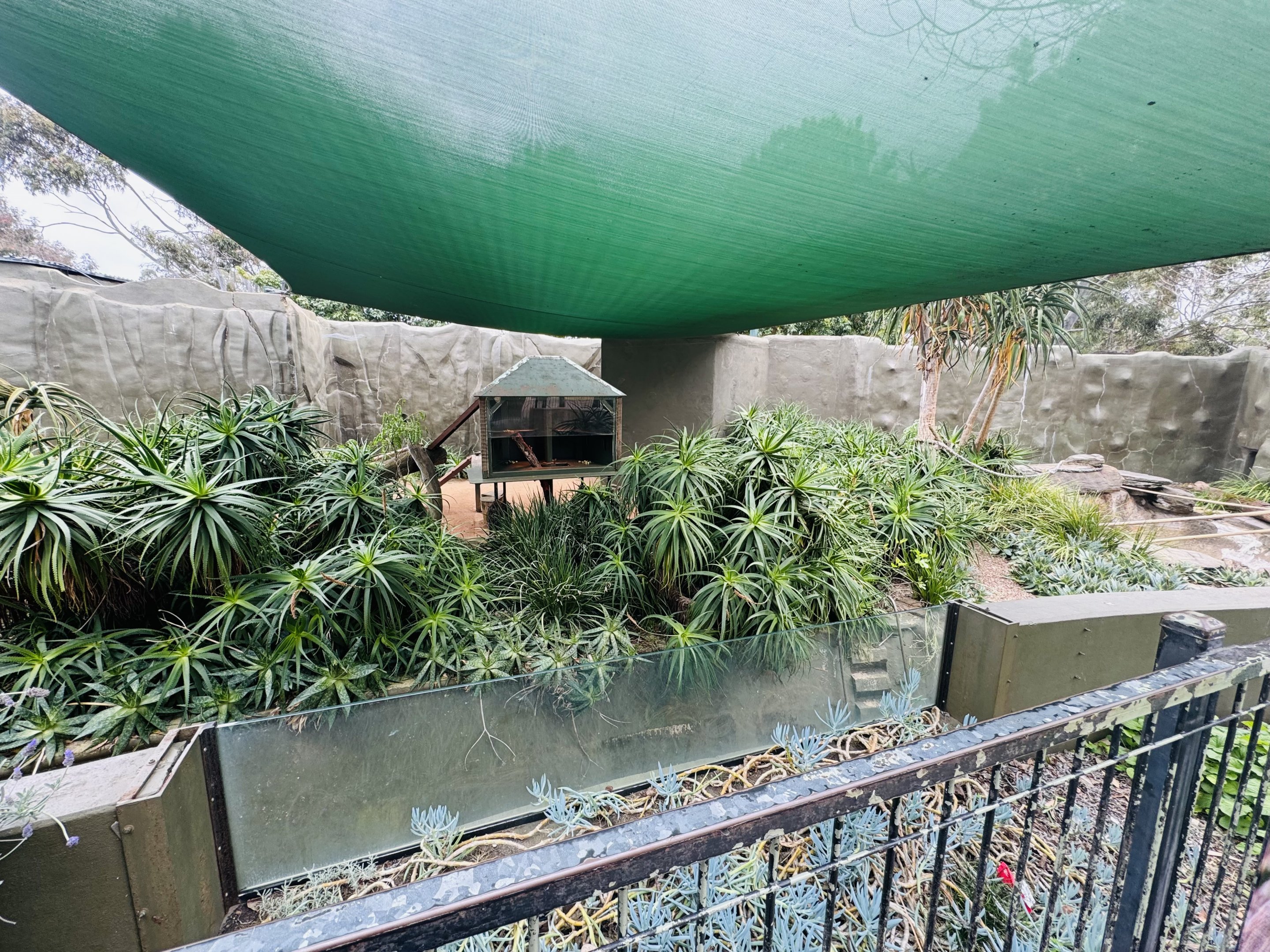 Ring-tailed lemur enclosure