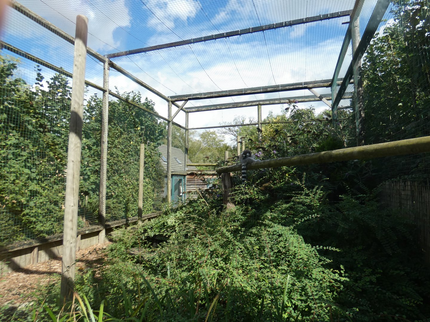 Ring-tailed lemur enclosure