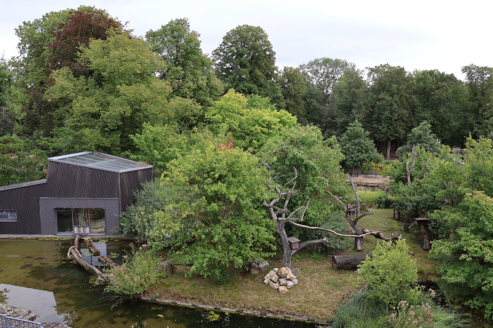 Ring-tailed lemur enclosure