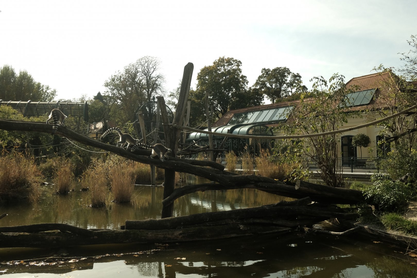 Ring-tailed Lemur Enclosure
