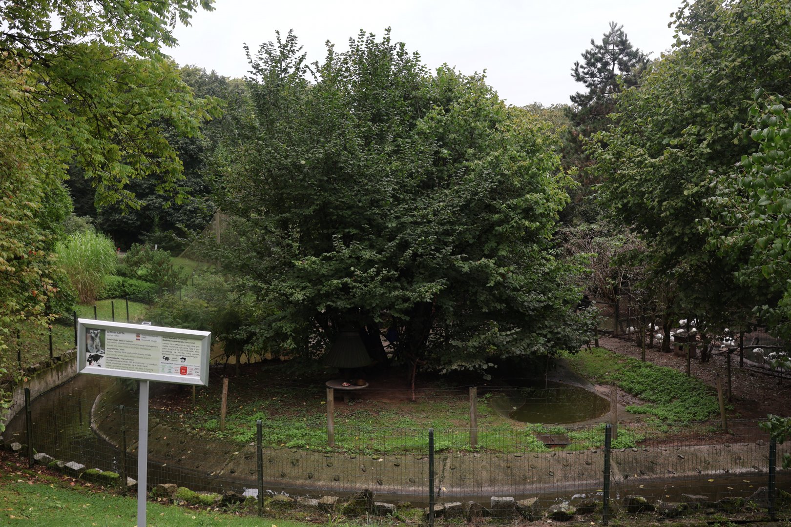 Ring-tailed lemur enclosure