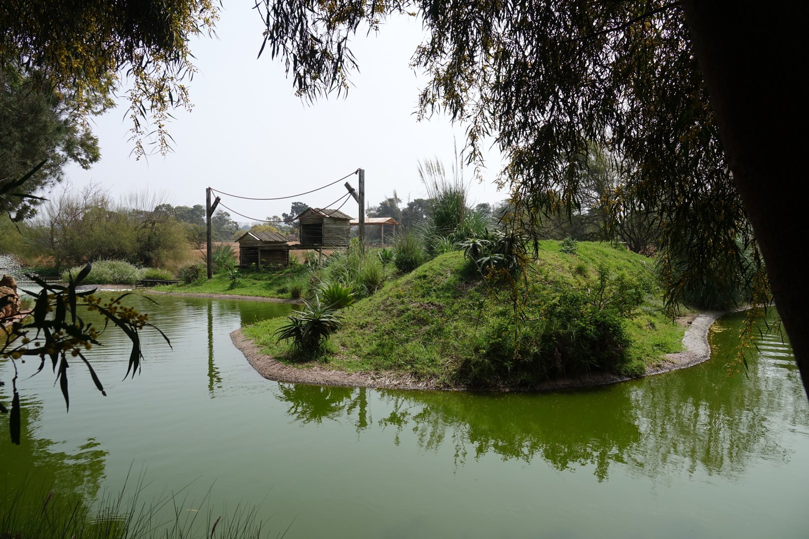 Ring-tailed Lemur Enclosure