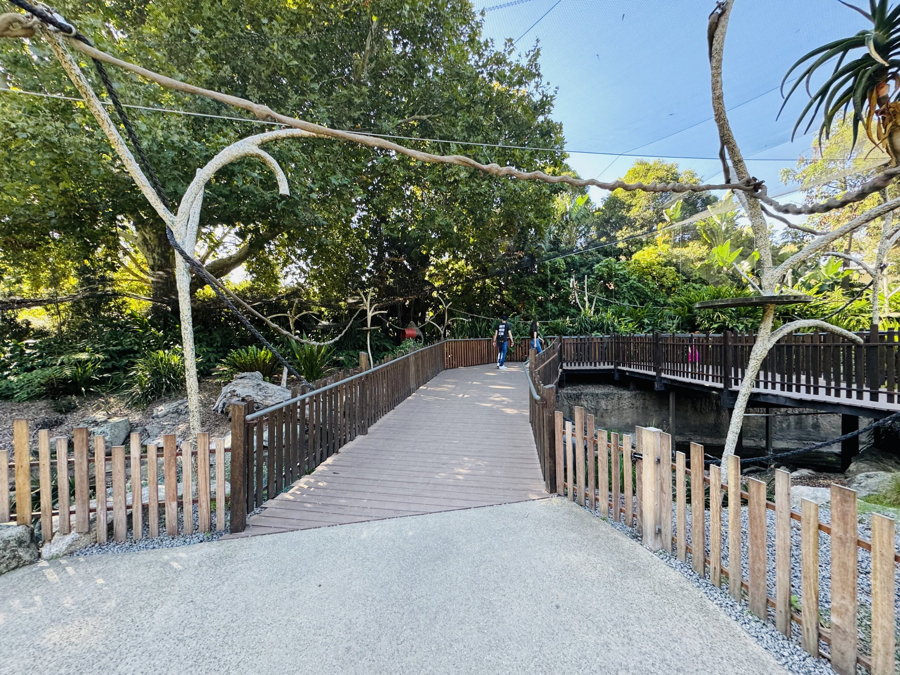 Ring-tailed lemur enclosure