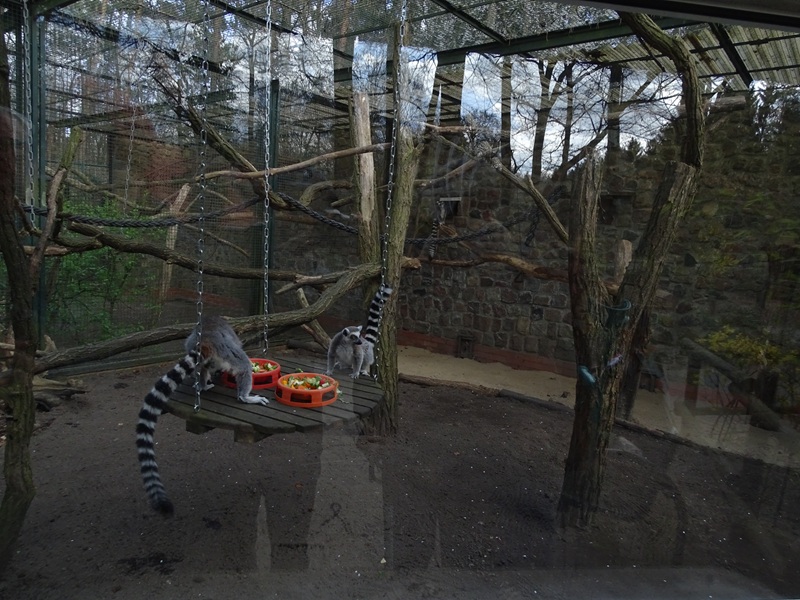 Ring-tailed lemur enclosure
