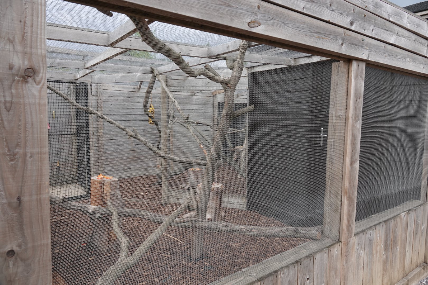 Ring-tailed lemur enclosure