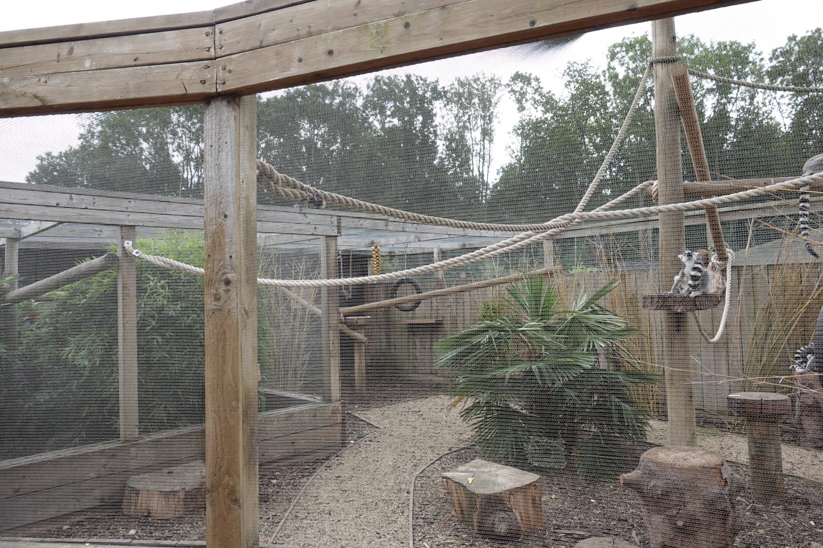 Ring-tailed lemur enclosure