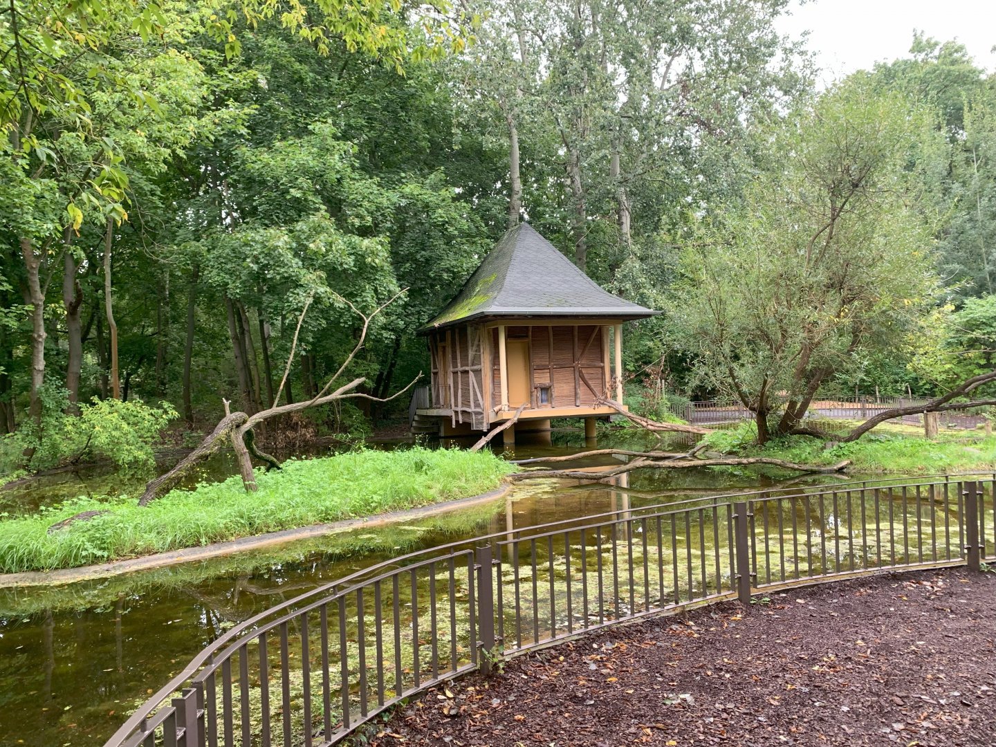 Ring-tailed Lemur enclosure