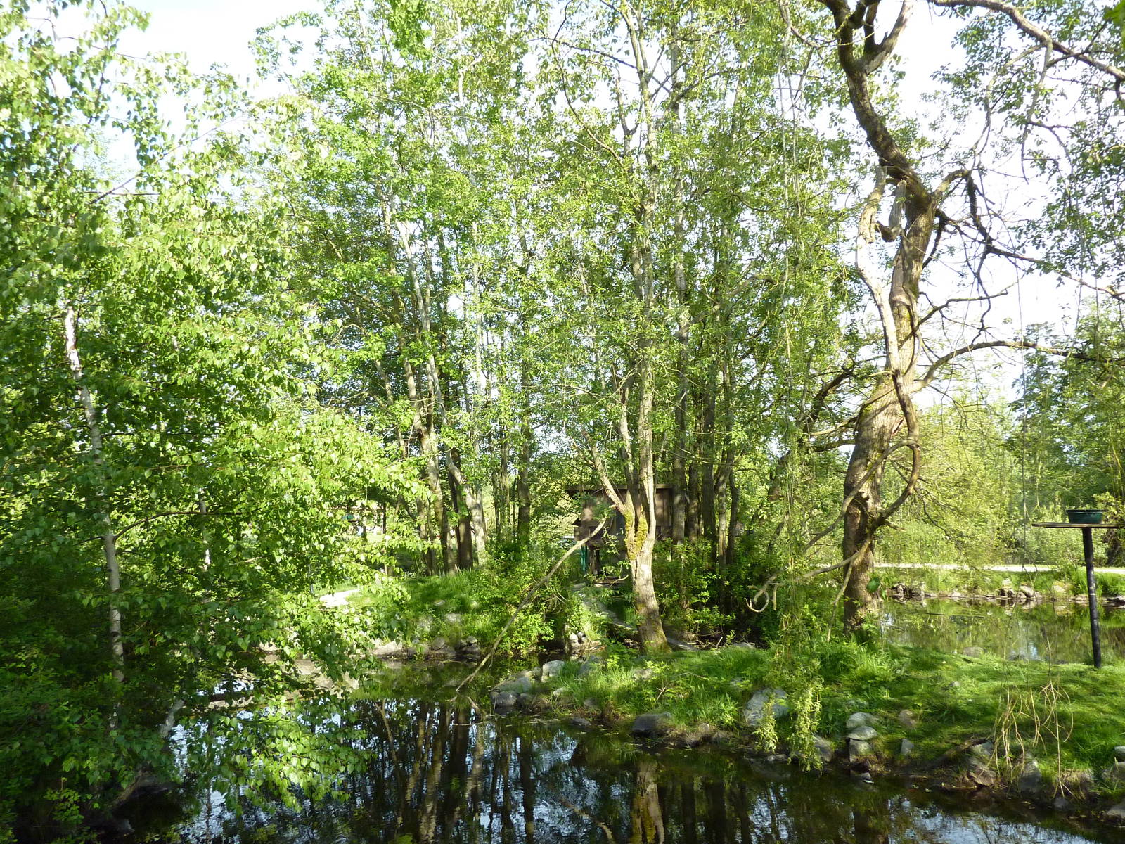 Ring-Tailed Lemur Enclosure