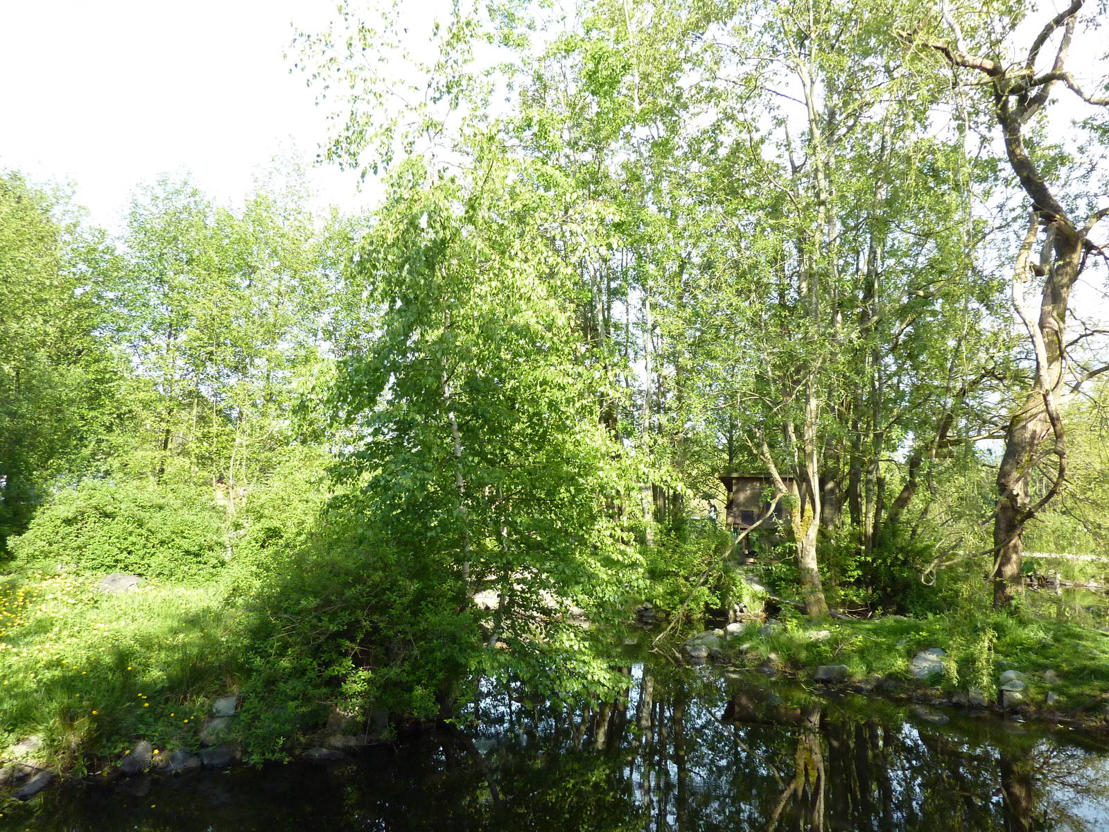 Ring-Tailed Lemur Enclosure