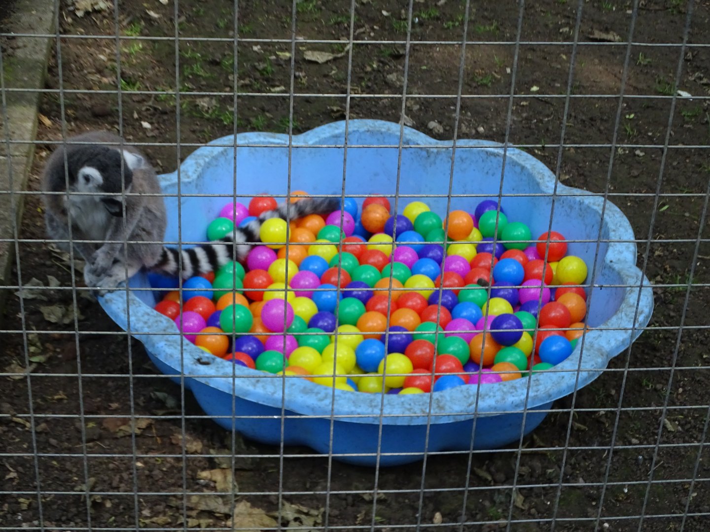 Ring-tailed Lemur enrichment, 11th June 2025