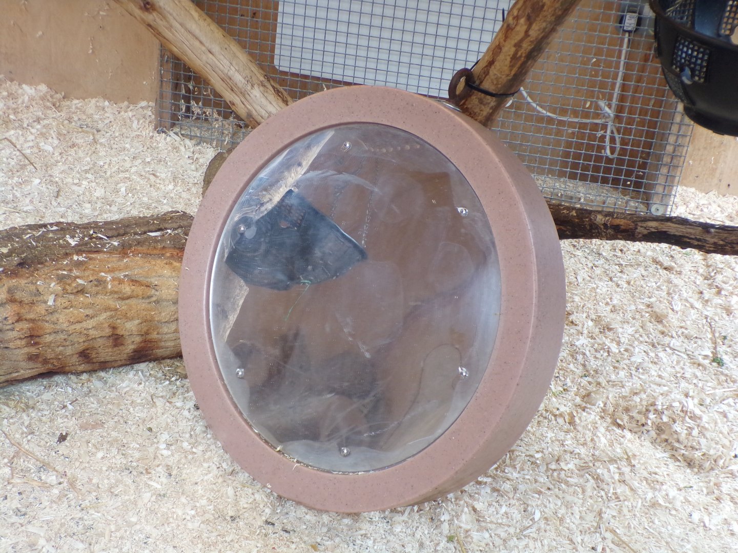 Ring-tailed lemur enrichment 12.4.24