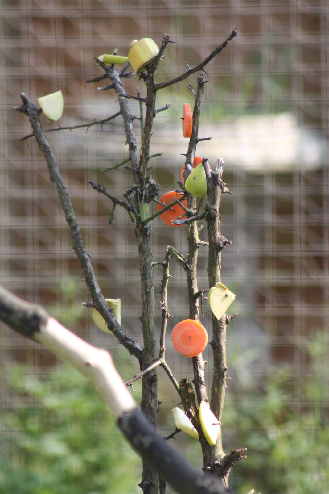 Ring-tailed Lemur enrichment, 18th May 2014