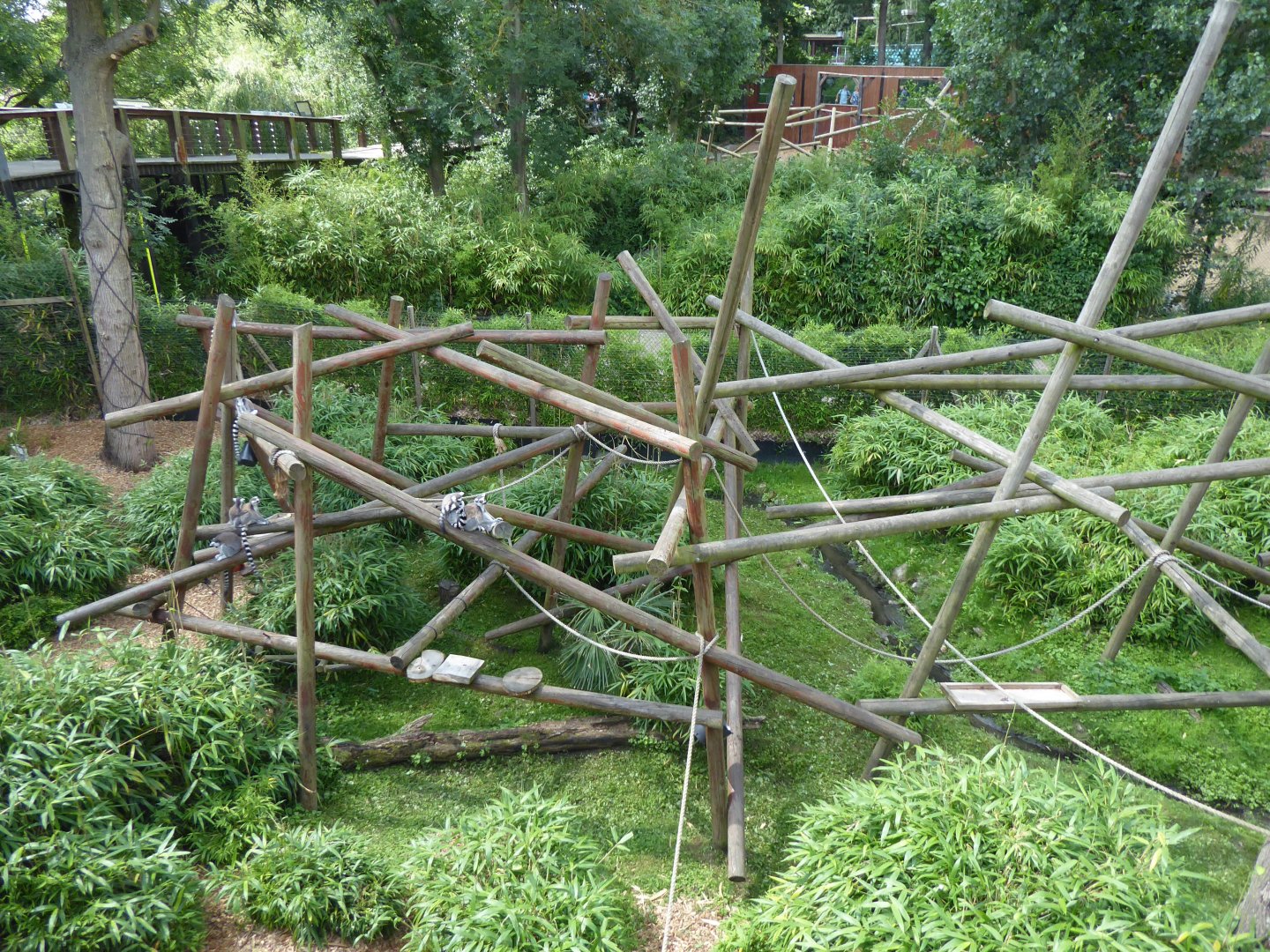 Ring-tailed lemur exhibit 050819
