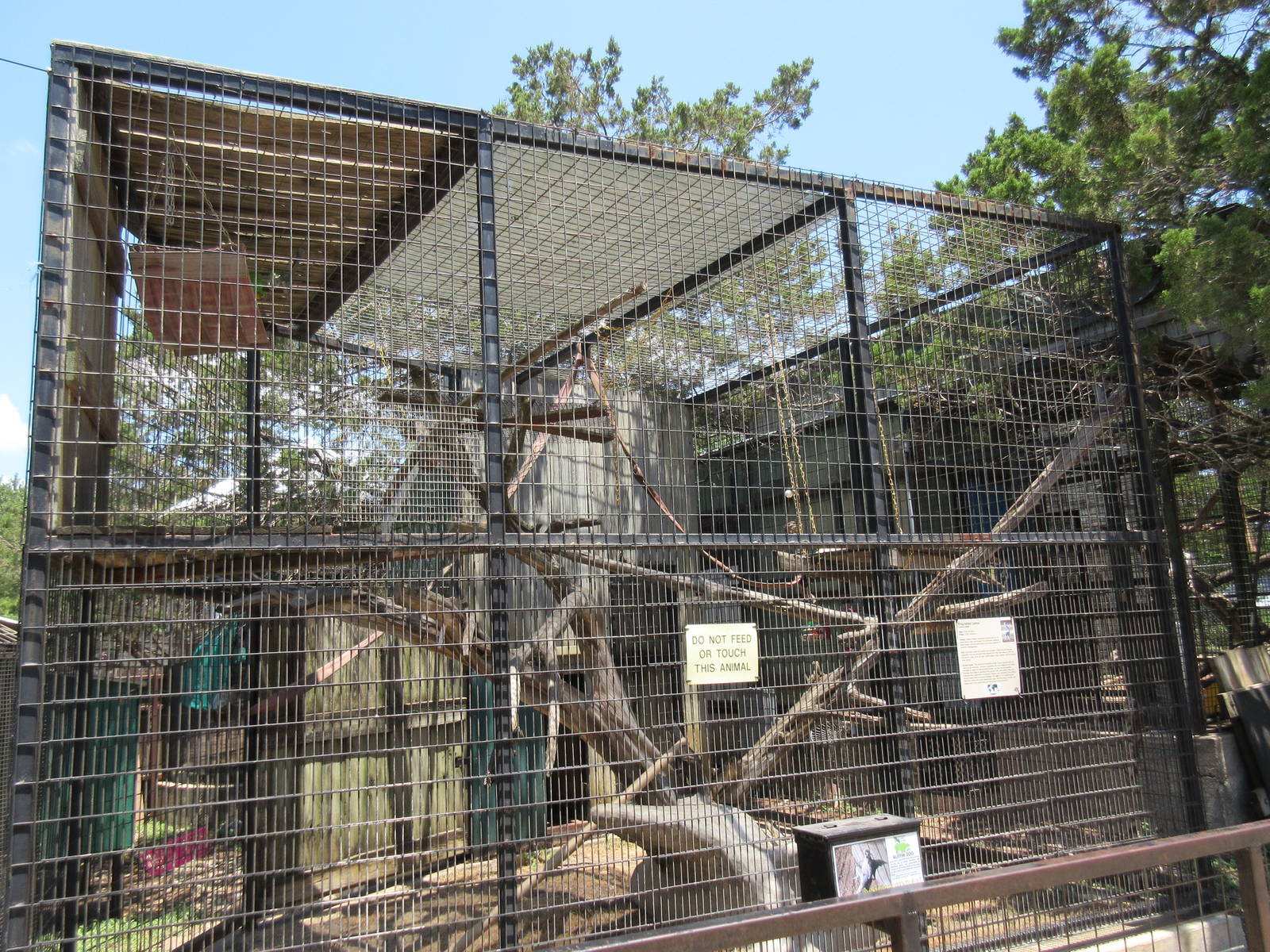 Ring-Tailed Lemur Exhibit #1