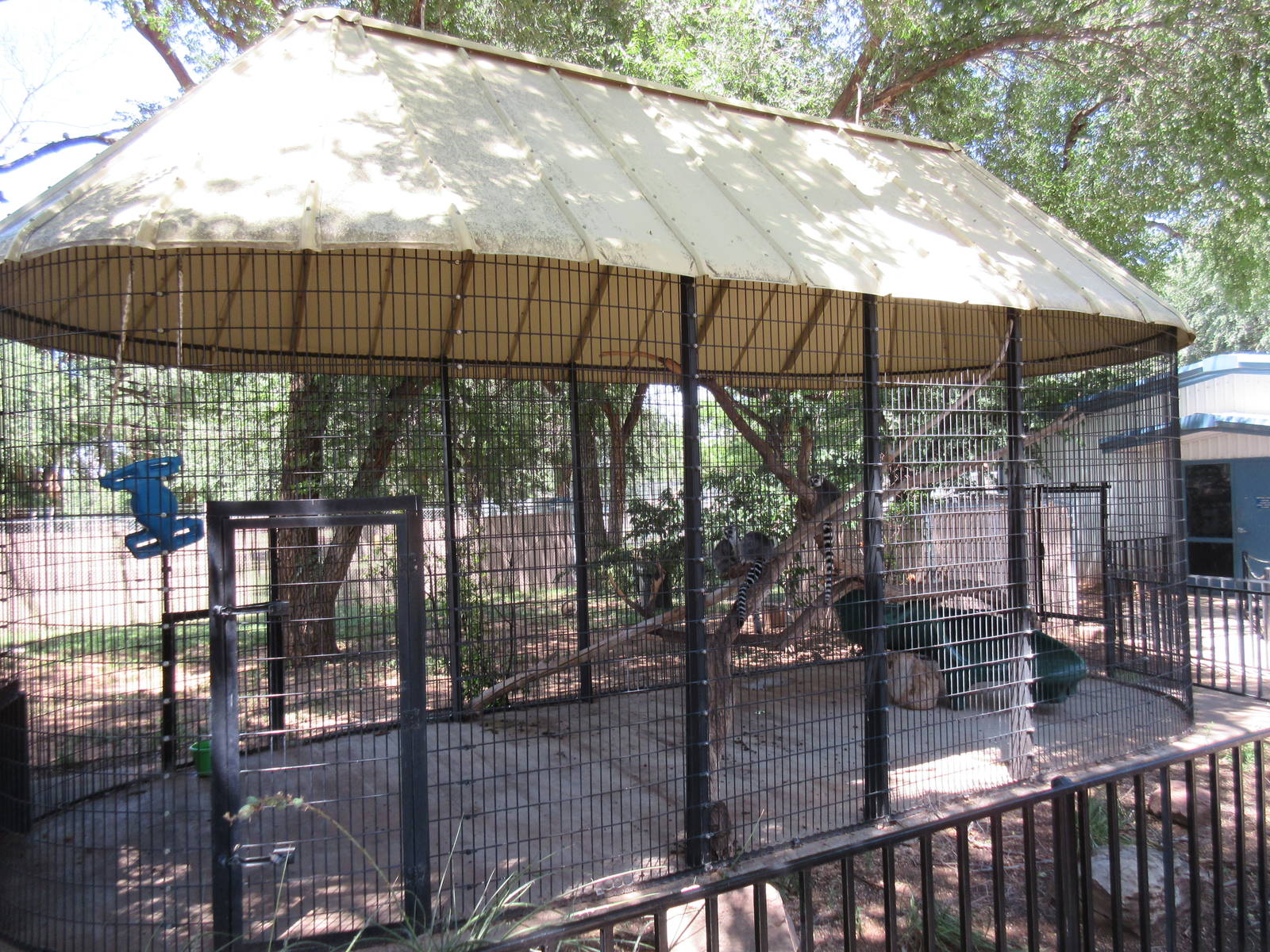 Ring-Tailed Lemur Exhibit #1