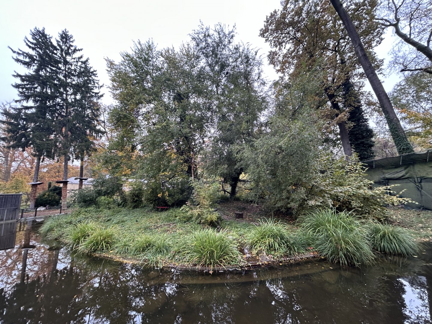 Ring-tailed Lemur Exhibit #1