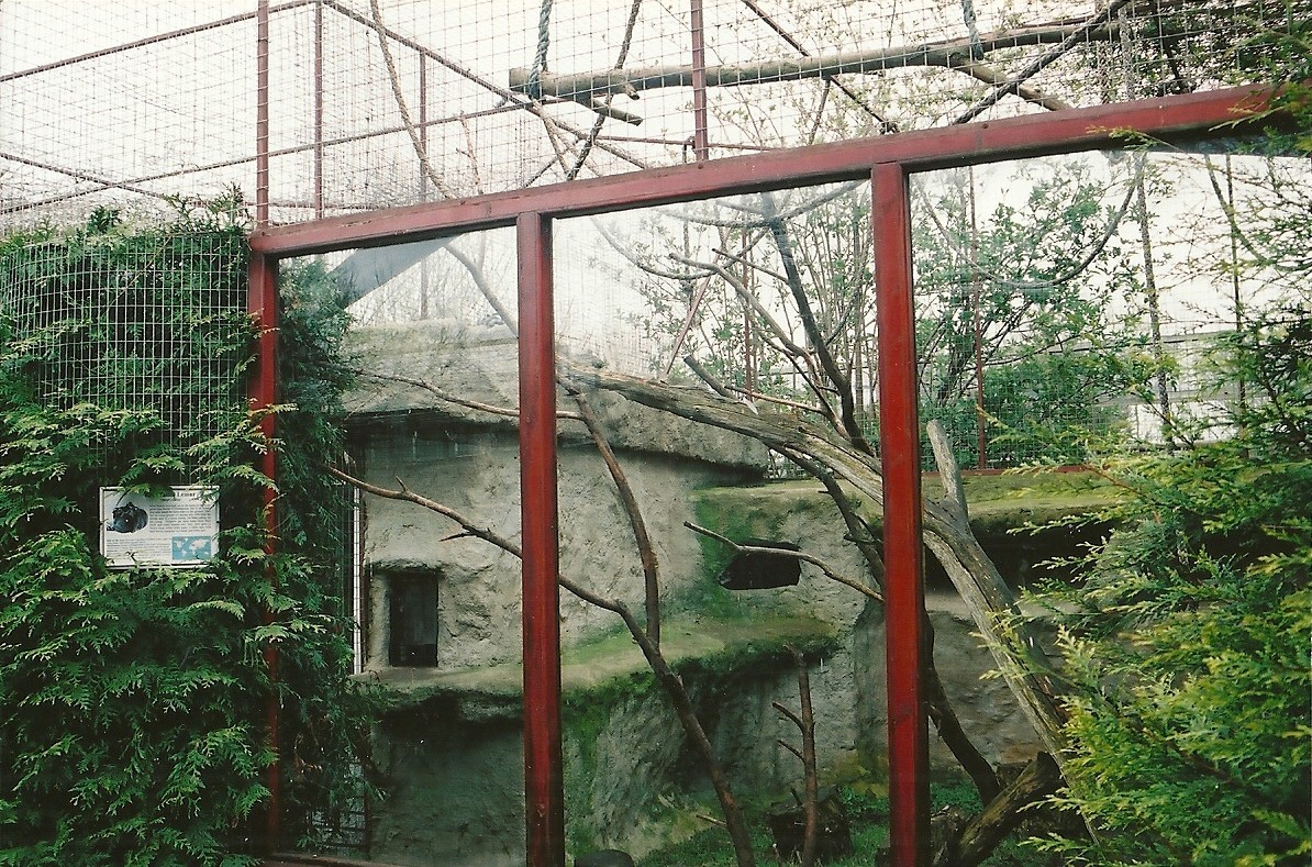 Ring-tailed Lemur exhibit 16th April 2004