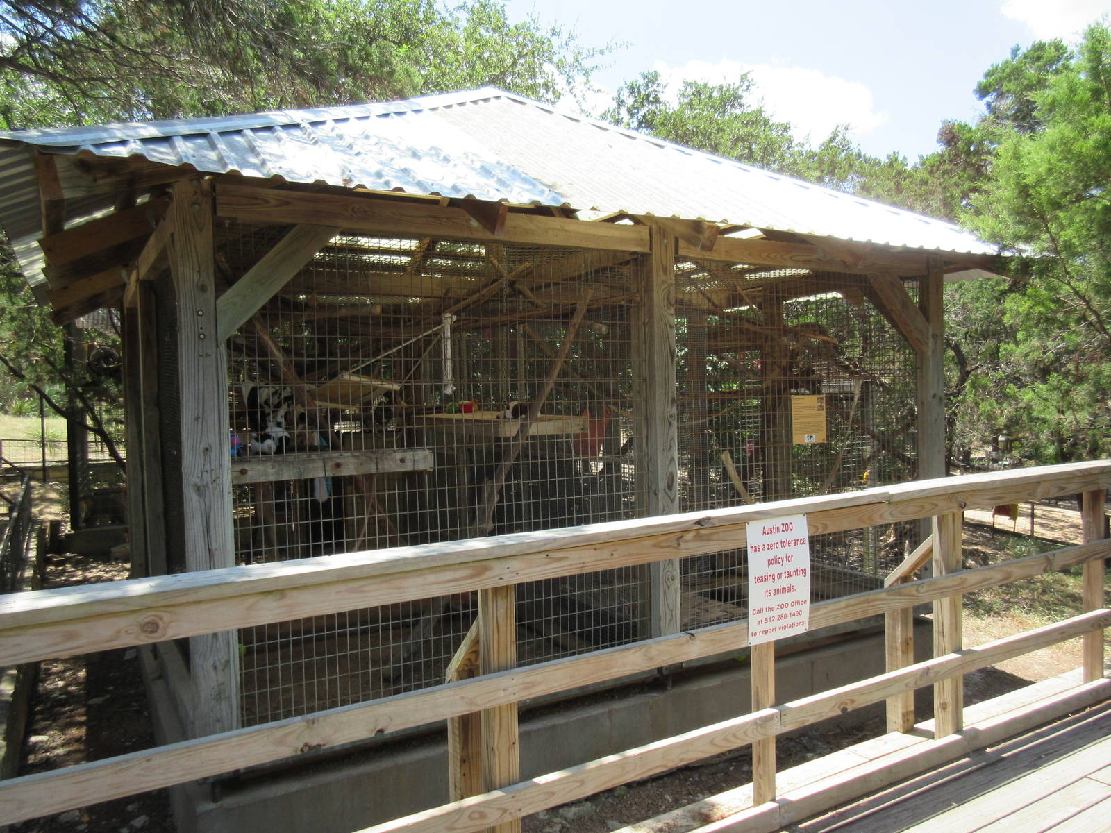 Ring-Tailed Lemur Exhibit #2