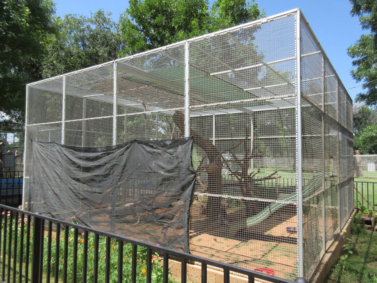 Ring-Tailed Lemur Exhibit #2