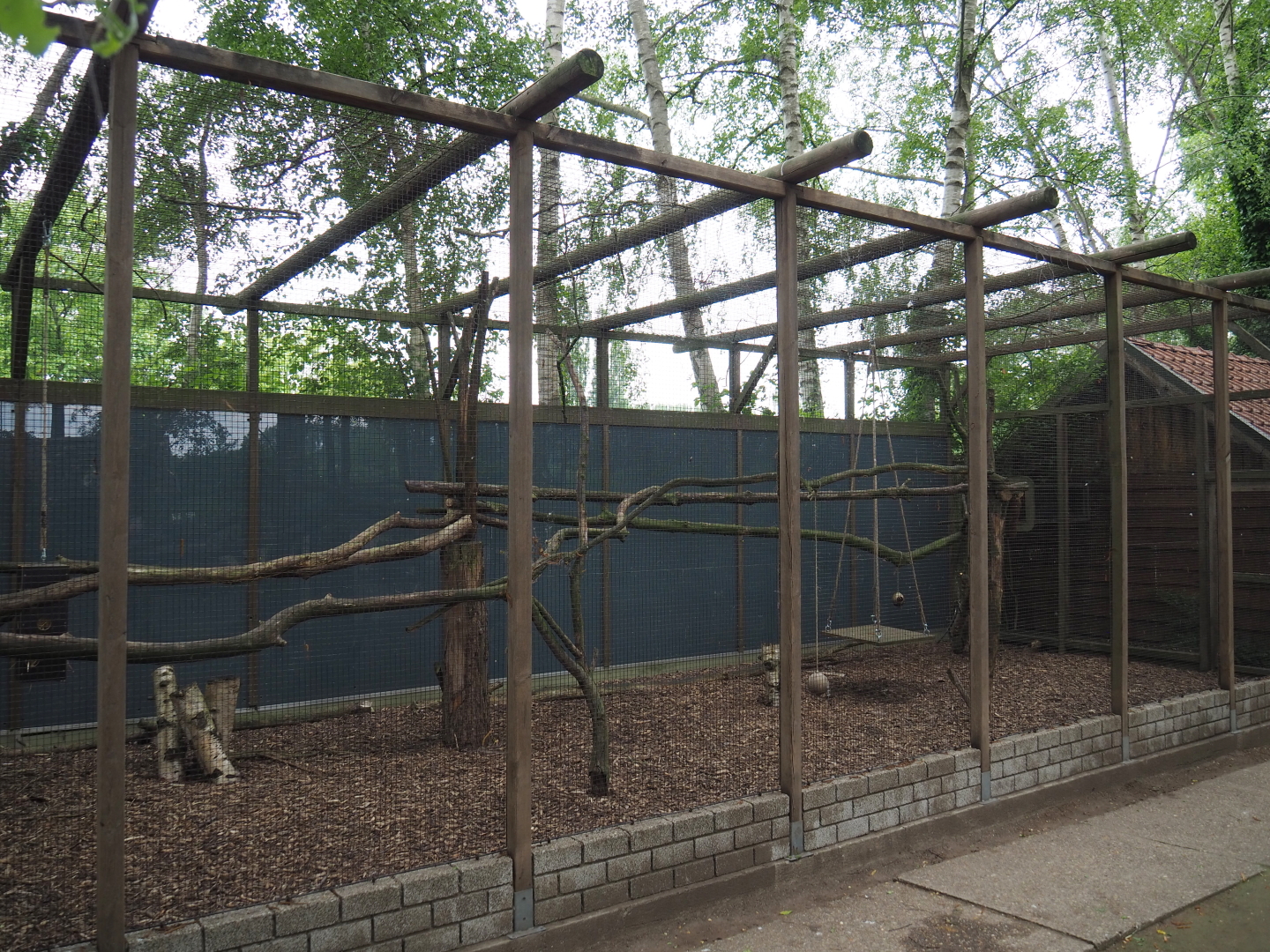 Ring-tailed lemur exhibit, 2019-05-25