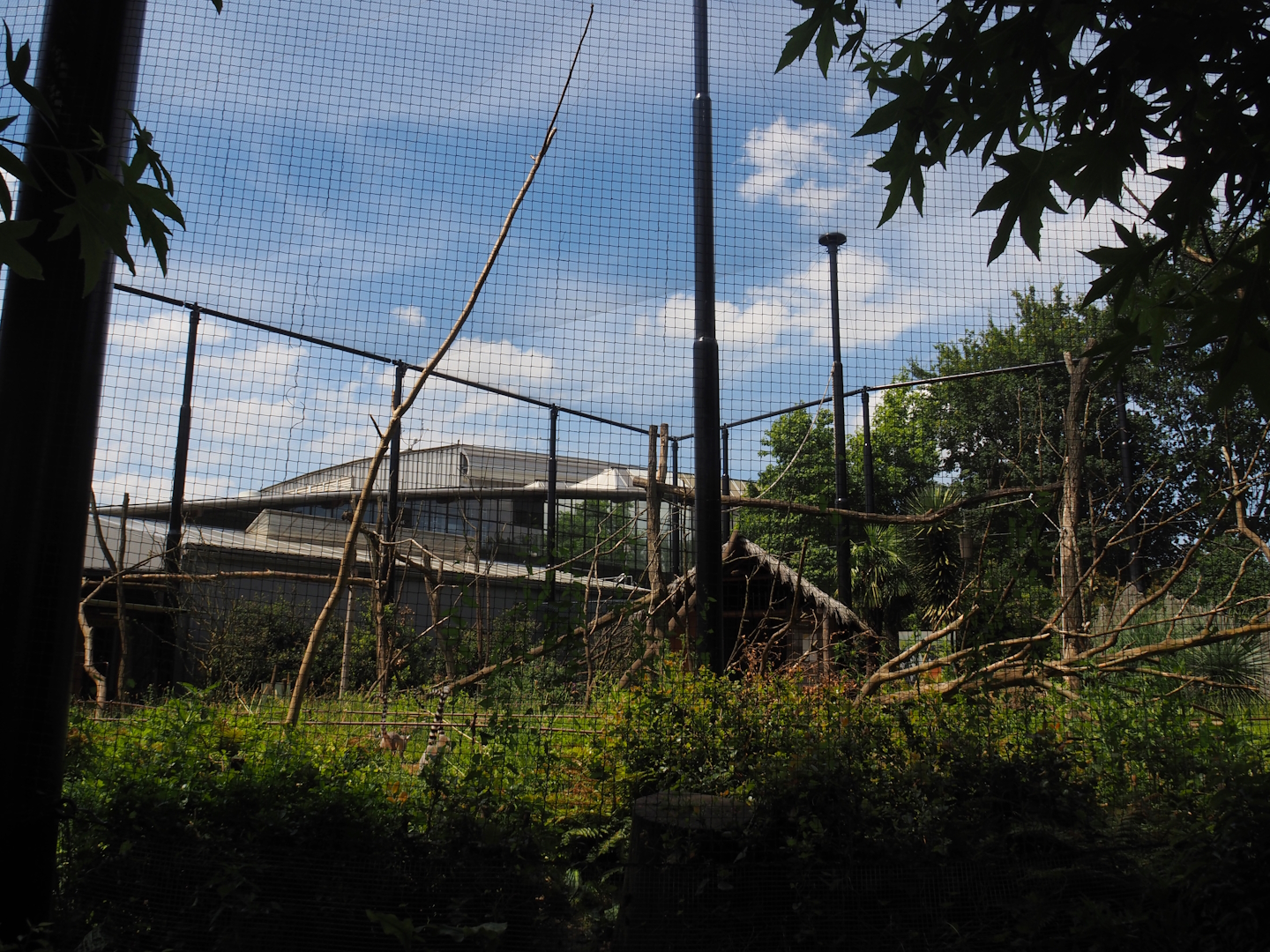 Ring-tailed lemur exhibit, 2024-06-30