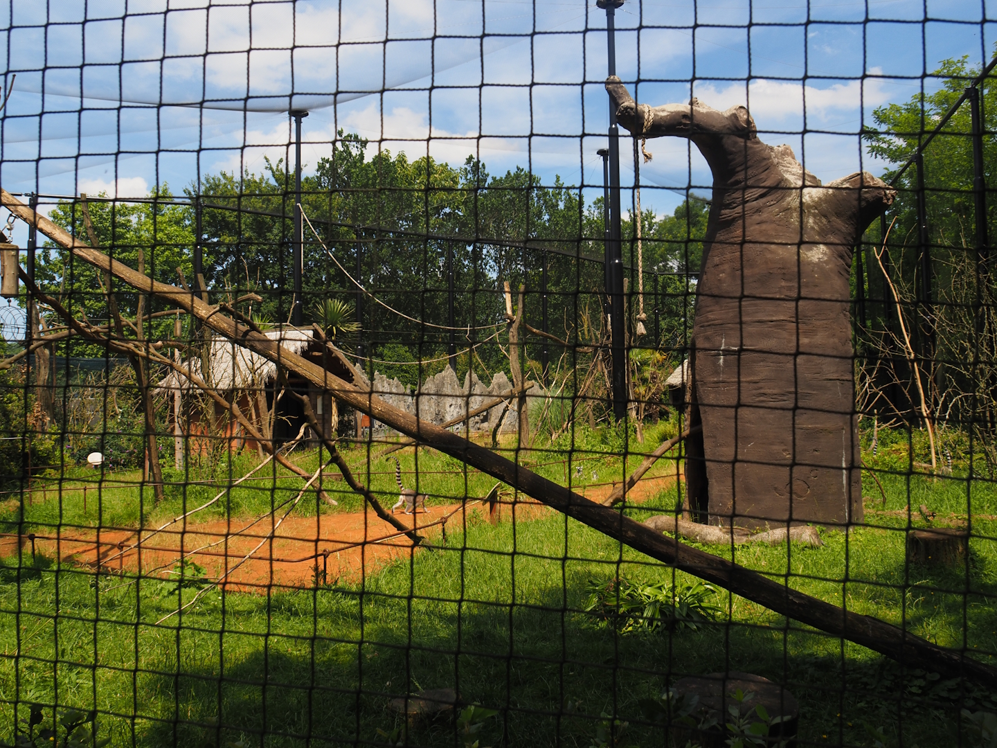 Ring-tailed lemur exhibit, 2024-06-30