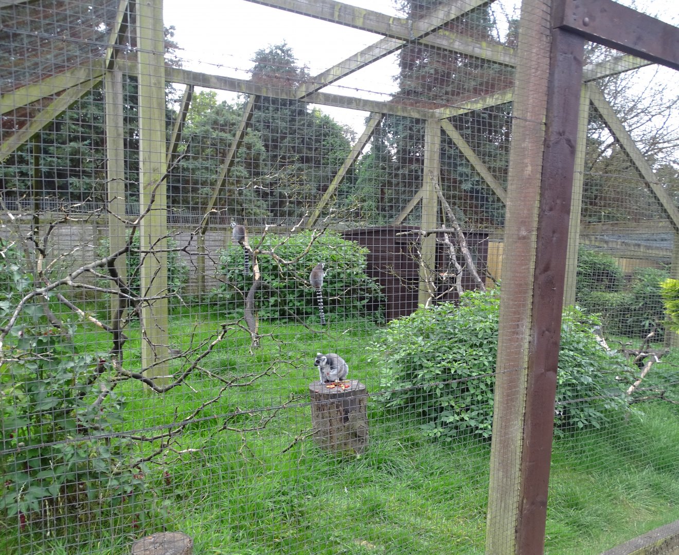 Ring-tailed Lemur exhibit, 20th September 2024