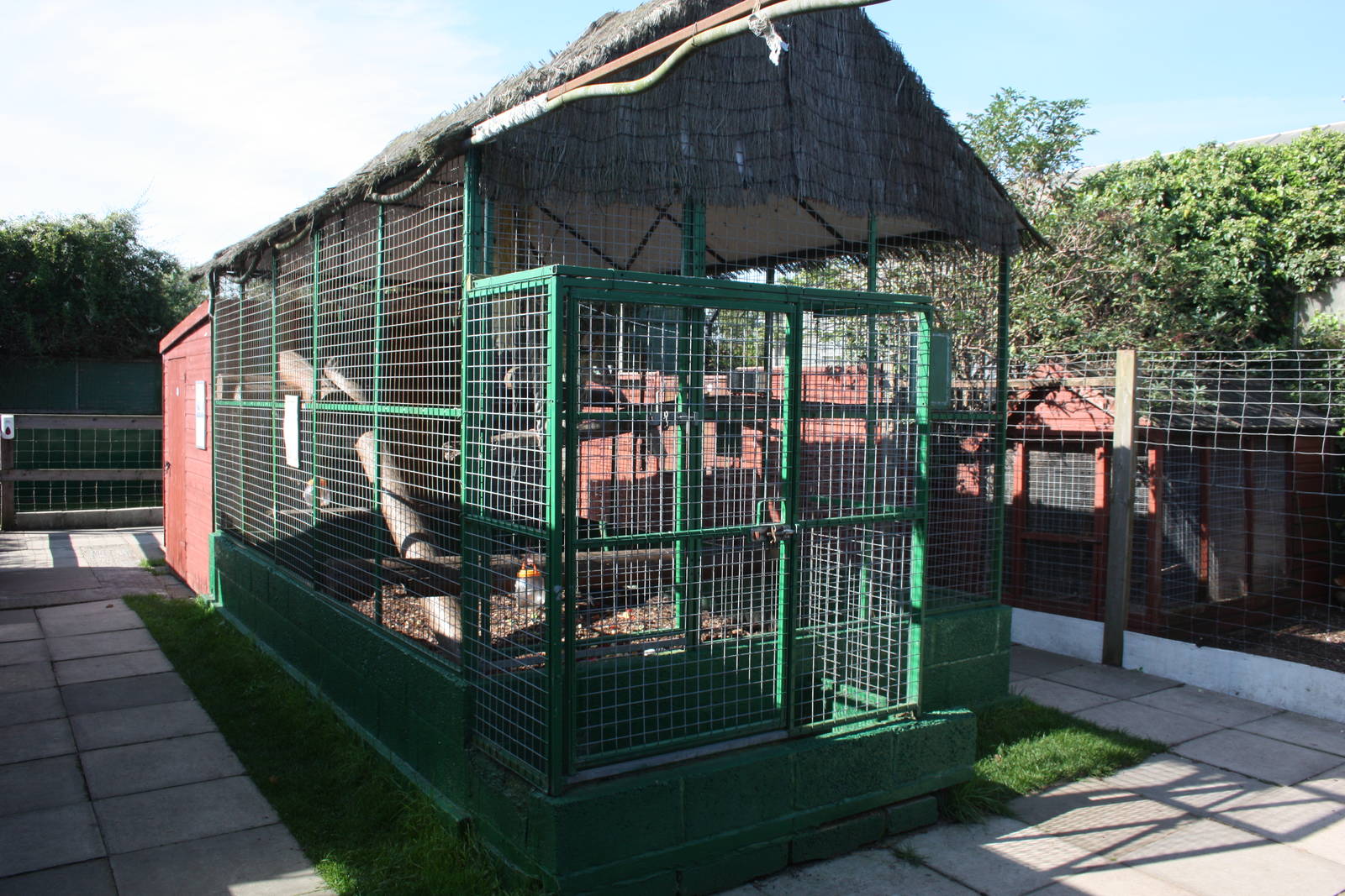 Ring-tailed Lemur exhibit, 23rd September 2014