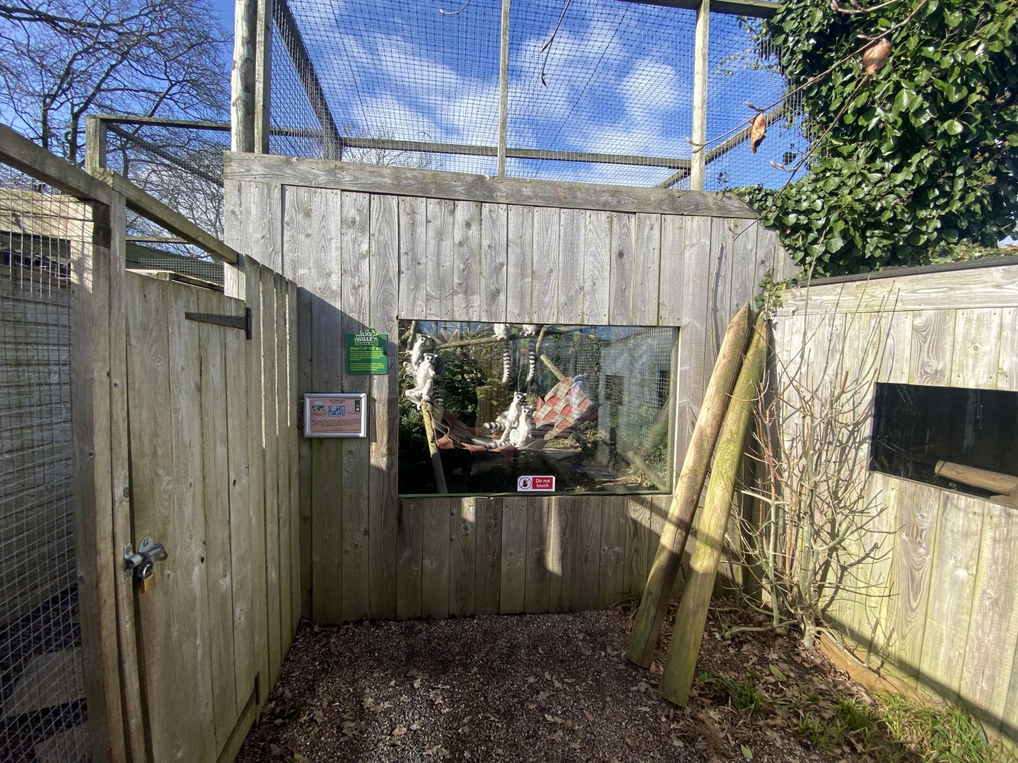 Ring-tailed lemur exhibit 250222