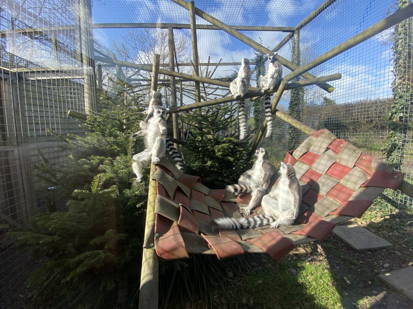 Ring-tailed lemur exhibit 250222