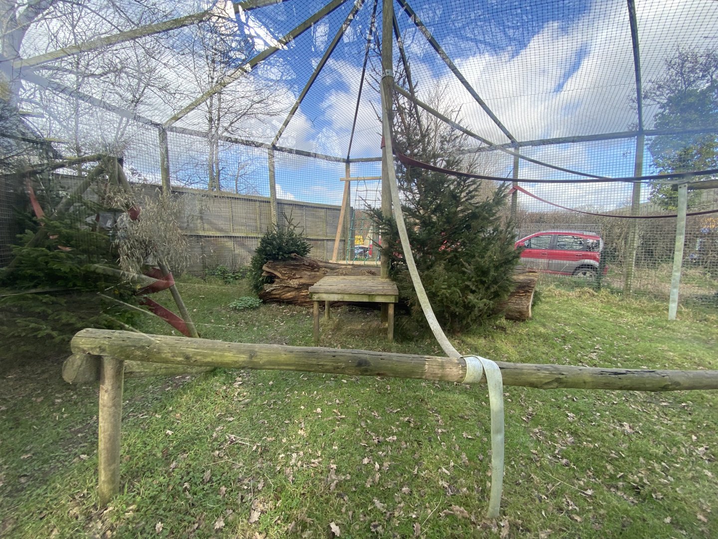 Ring-tailed lemur exhibit 250222