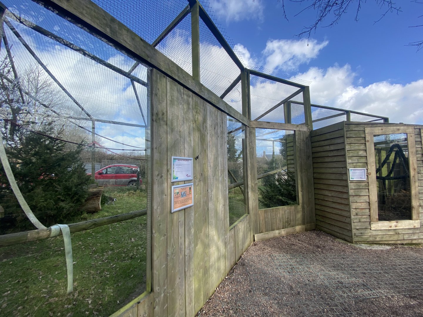 Ring-tailed lemur exhibit 250222